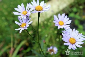 정읍 구절초축제 2019 일정, 가는길, 입장료 알아보기