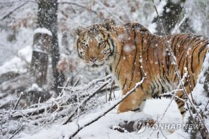 &apos;눈(雪) 즐기는 호랑이&apos;