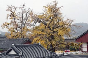 전주 향교의 가을 풍경