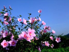 ♬♣*-창직동요 무궁화동산-*♣♬