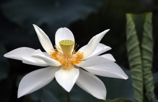 관곡지 연꽃