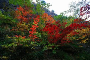 설악산의단풍