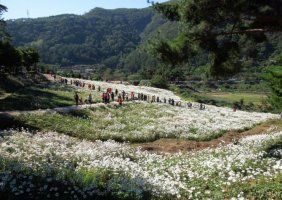 정읍 구절초 축제