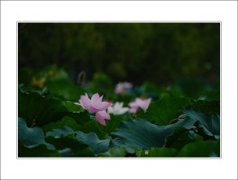 관곡지..12-16