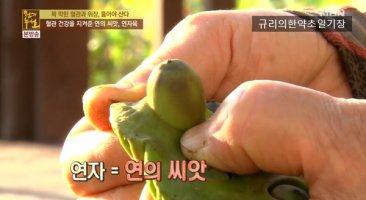 당뇨에좋은음식 연꽃씨 연자수 연자육 효능 부작용