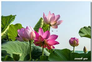 2019년7월19일.관곡지.연꽃