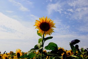 해바라기와 꽃 상여출연(영상동호회출사)