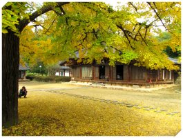 전주 향교 은행나무