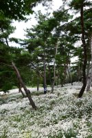 정읍 구절초 축제