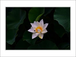 관곡지..5-19