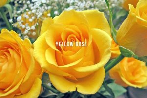 RE'나의온도_ 다르게 바라보기 01 '노랑장미' Yellow Rose is YELLOW ROSE