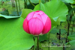 연꽃테마파크 관곡지 연꽃 미리 엿보기