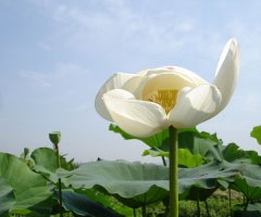 2008.8.4일 관곡지연꽃