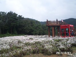 정읍구절초 축제