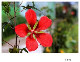 연꽃테마파크 관곡지