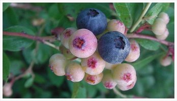블랙쵸코베리(아로니아) 먹는법