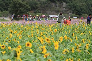 정읍 구절초 축제.