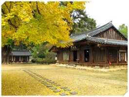 전주 향교 은행나무