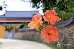 물길이 만나고 돌담이 잇는 고택 마을 - 슬로시티 담양 창평