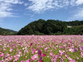 가을 정읍 구절초 축제