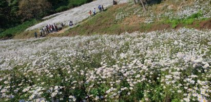 정읍 구절초 축제 사진