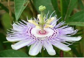 ¼¼»ó¿¡¼ °¡Àå ¾Æ¸§´Ù¿î ²É, ÀÎÄ«³ªÅ¸ ½Ã°èÃÊ ²É(Passiflora incarnata)