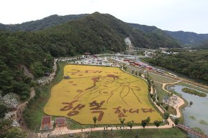 정읍 구절초 축제.