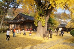 만추에 다시 찾은 전주 향교 은행나무를 바라보며