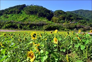 정읍 구절초 축제 2016 10 08 [1]