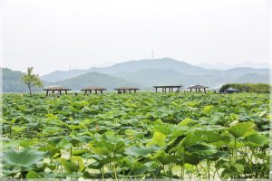 관곡지의 풍경