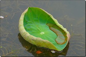 관곡지