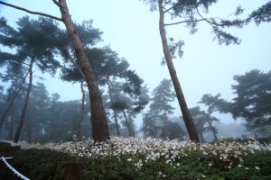 정읍 구절초 축제