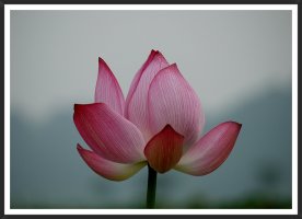 시흥시 관곡지에서