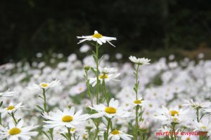 정읍 구절초 축제...