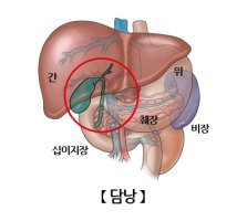 인체의 장기가 각각 하는일