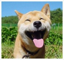 笑う犬