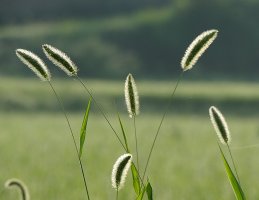 8.4 하회마을, 병산서원, 옥연정사, 부용대, 겸암정사, 영주 무섬, 소수서원, 선비촌,