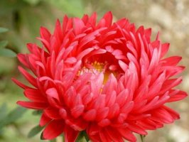 9월의 꽃 과꽃(Aster)