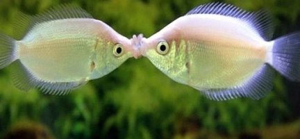 ＇쉬리＇의 키싱구라미는 자기 짝이