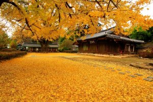 전주 한옥마을 | 온 세상이 노랗게 물든 한옥마을의 가을, 전주향교