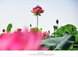 시흥관곡지