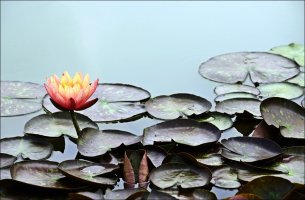 관곡지! [2]