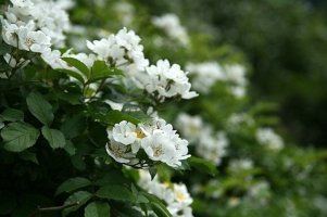 찔레꽃
