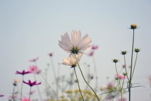 가을에는 코스모스, 구리 코스모스 축제 놀러가요!