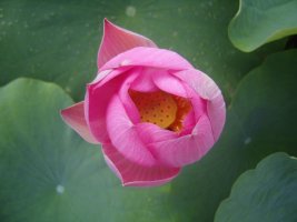 관곡지 연꽃을 둘러보며(2008.08.23)