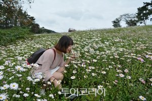 깊어가는 가을서정 '정읍 구절초축제'로 만끽