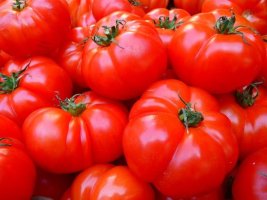염분 높은 간척지에서 토마토 재배..일반 토마토보다 당도가 두배
