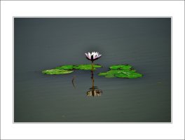 관곡지..6
