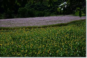 정읍 구절초 축제