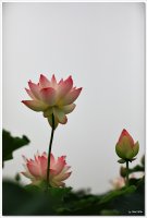 (시흥 관곡지) 2019년7월15일,,